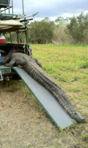 Alligator Hunts Everglades Adventures